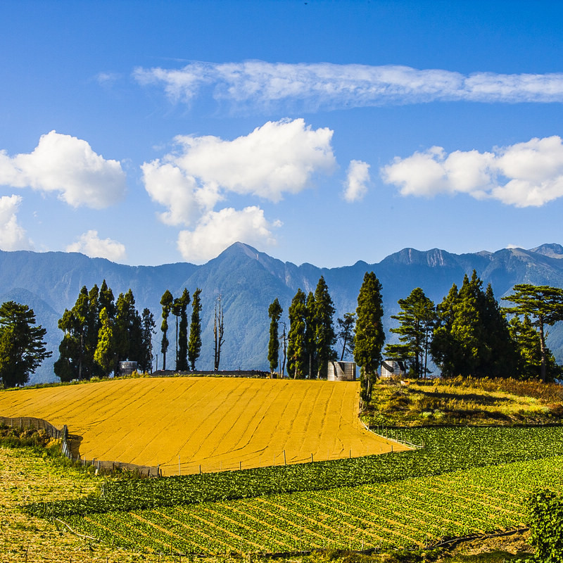 福壽山楓紅