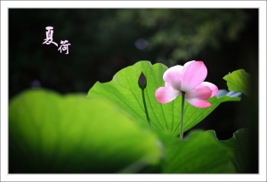 夏‧荷