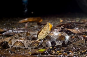 追尋百步蛇之美-追尋魯凱遠古的傳說愛情故事...