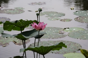 植物園賞荷   小白兔