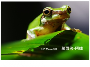 ROY Macro 189 │ 蒙 面 俠 - 阿 蟾
