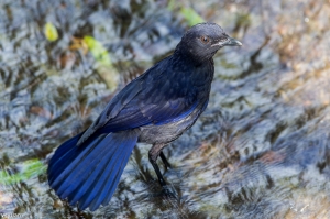 杉林溪的鳥-紫嘯鶇