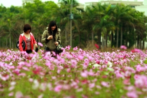 賞花