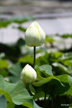 九品蓮花