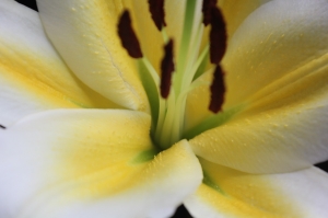 百合花X拍很爛