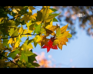 ::: Love Bokeh 散散惹人愛 [十四] 楓葉篇 by DV :::