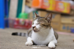 2007 Cat's 隨拍....