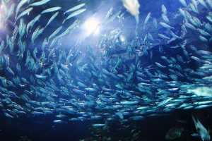 水族館