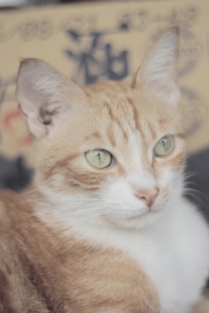 貓---400D+PENTACON Auto 1.8/50
