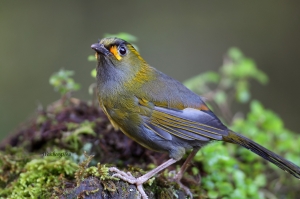 杉林溪行 - 平易近人的藪鳥 黃痣藪眉