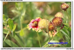 花, 草, 蜜蜂