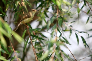 請問這是什麼鳥??