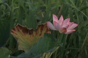 荷  趣