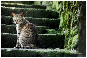 猫の城。侯硐