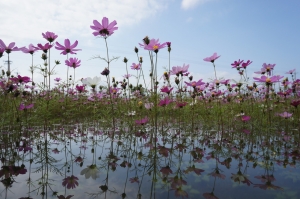 真正的花海？有水的喔！
