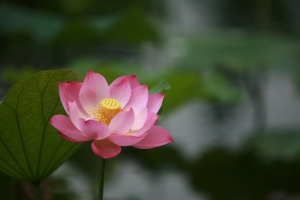 荷花開＠植物園