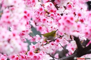 櫻花與綠繡眼