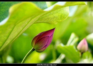 「荷」顏悅色～