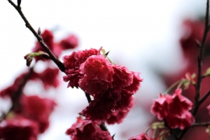 中正紀念堂 櫻花 20140213