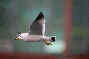 ㄡ~雨絲版