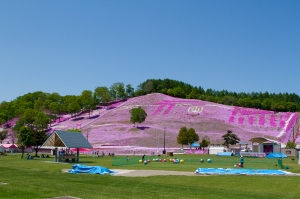 北海道 東藻琴 芝櫻公園