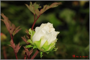 台中Wang~~再賞牡丹.....花瓣