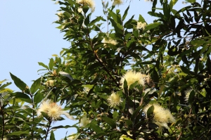 植物園隨拍(圖多唷)