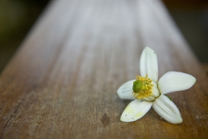 打鳥.打狗.打花...亂亂打