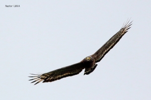 天空王者：大冠鷲