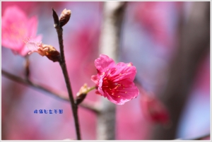 2012.2.12芬園櫻花