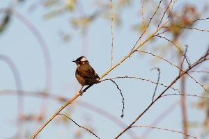就是追小鳥_飛舞的白頭翁~300mm f4L