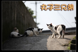 猴硐的貓