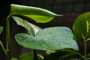 葉上水珠