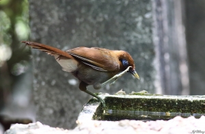 竹鳥