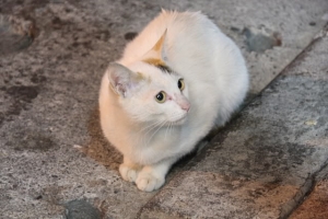 路邊的小貓