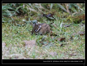 EF 400mm F5.6 山上兩齒的巧遇