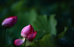 花 70-200 +100L