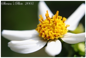 [350D]我的 Canon EOS 350D 是我的生活點滴最佳良伴