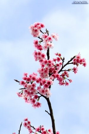 080110 陽明山櫻花