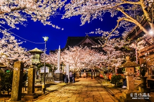 【日本賞櫻】漫天幸福花物語