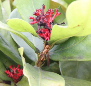 不知名的蜂~隨拍