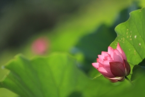 1000607荷花仙子