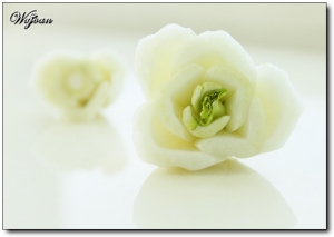 青菜也拍出一朵花來