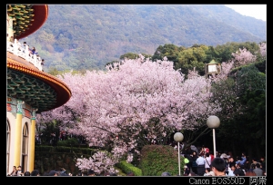 三芝天元宮2011-03-13