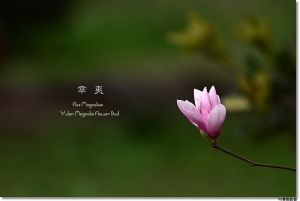●●●辛夷殞落、春意盎然(二)●●●by雙胞胎爸