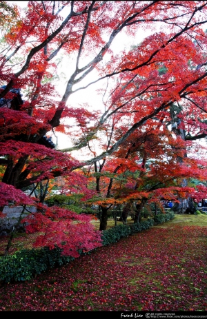 1011115京都金閣寺