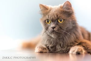 朋友家的藍波斯貓來一張