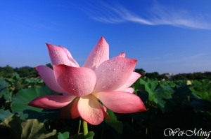 炎炎夏日荷處去