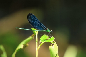 [70D]藍蜻蜓