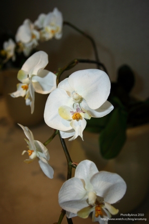 春暖花開